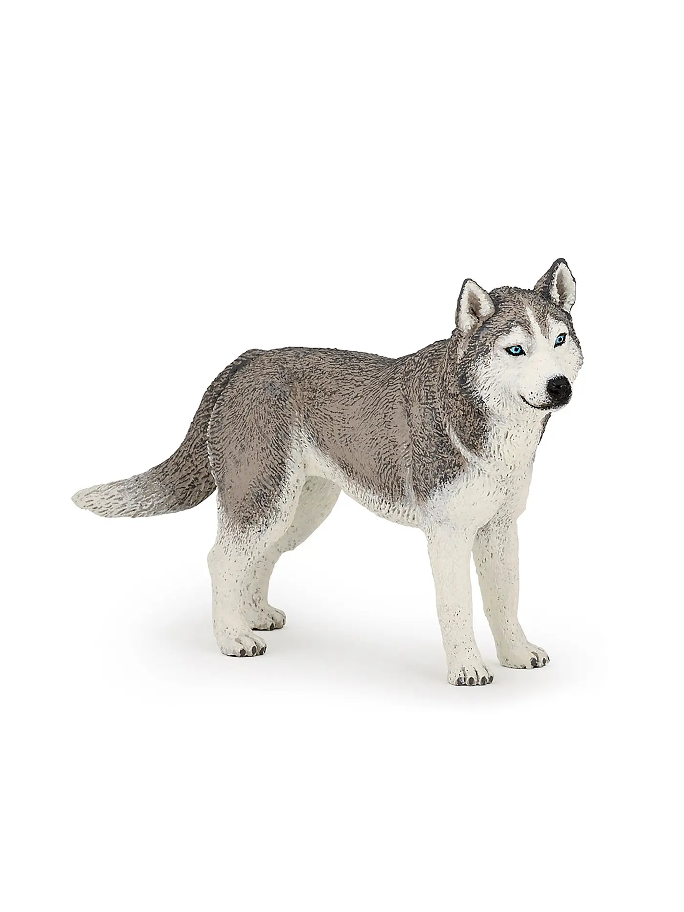 PAPO | Siberian Husky | 